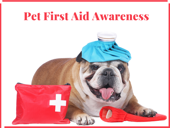 Pet First Aid Awareness